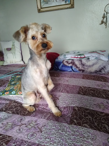 Pet Store «Cross Bronx Pet Shop», reviews and photos, 2064 Cross Bronx Expy, Bronx, NY 10472, USA