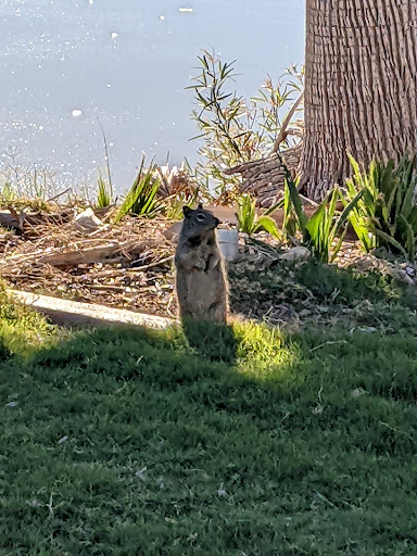 Golf Club «Randolph Golf Course», reviews and photos, 600 S Alvernon Way, Tucson, AZ 85711, USA