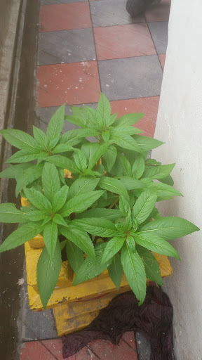 Winery «Americana Vineyards Winery», reviews and photos, 4367 E Covert Rd, Interlaken, NY 14847, USA