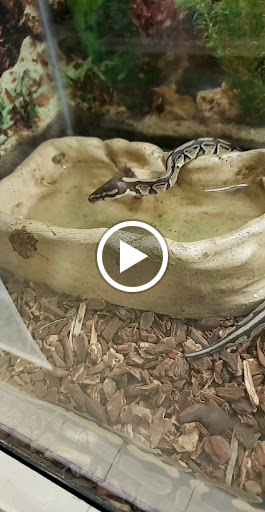 Pet Store «Friendly Pets», reviews and photos, 625 Friendly Center Rd, Greensboro, NC 27408, USA