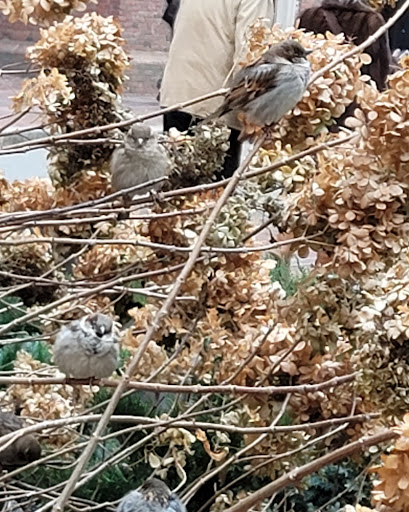 Used Book Store «Commonwealth Books», reviews and photos, 9 Spring Ln, Boston, MA 02109, USA