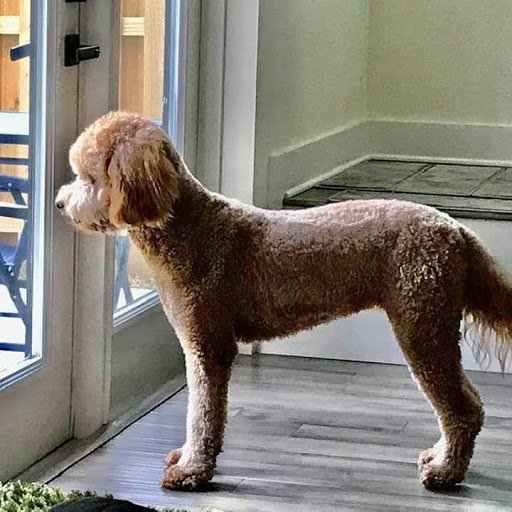 Pet Groomer «Poochies Pet Boutique & Salon», reviews and photos, 306 Monroe St, Dunedin, FL 34698, USA