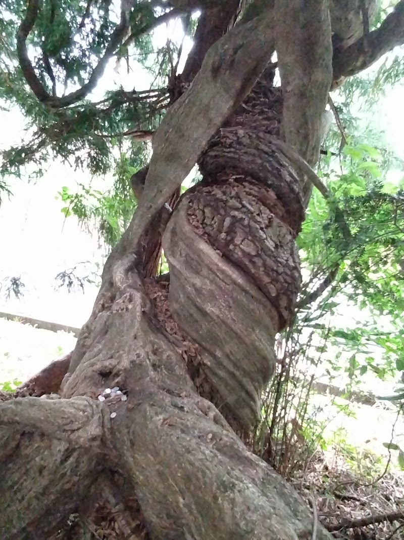 寺下観音の大藤の木