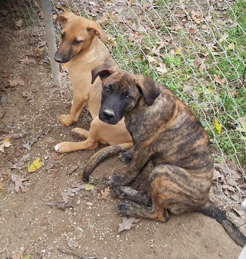 Thrift Store «West Plains Regional Animal Shelter», reviews and photos, 1438 State Rte BB, West Plains, MO 65775, USA