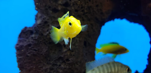 Pet Supply Store «Petco Animal Supplies», reviews and photos, 300 Hylan Dr, Rochester, NY 14623, USA