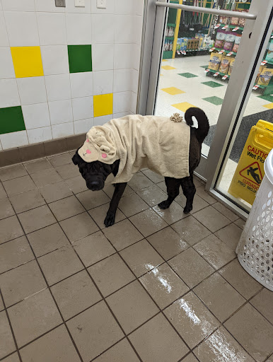 Pet Supply Store «Pet Supplies Plus», reviews and photos, 585 Moseley Rd, Fairport, NY 14450, USA