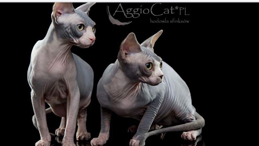 AGGIO CAT- Hodowla kotów sfinks kanadyjski