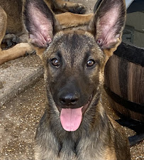 Santa Cruz Veterinary Hospital - Photo 8 - Car repair in Capitola, CA, Santa Cruz