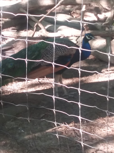 Zoo «Good Zoo & Benedum Theater», reviews and photos, 465 Lodge Dr, Wheeling, WV 26003, USA