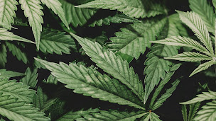 Photo n°2 de LA MAGIE DU NATUREL à Salernes ()