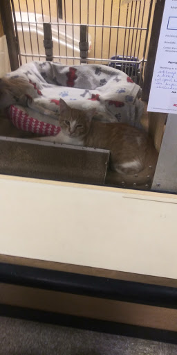 Pet Supply Store «PetSmart», reviews and photos, 3132 Vestal Pkwy E, Vestal, NY 13850, USA