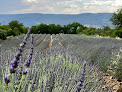 Roussillon Lavender Farms Roussillon