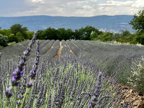 Roussillon Lavender Farms à Roussillon