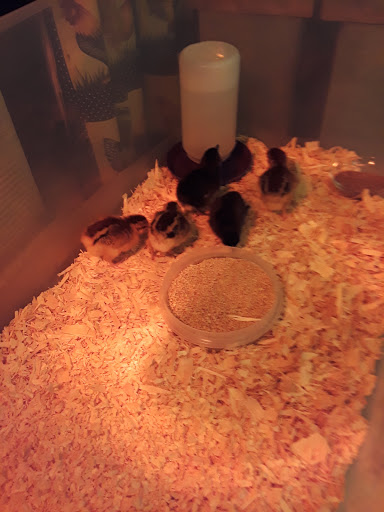 Animal Feed Store «Burns Feed Store», reviews and photos, 29215 SE Orient Dr, Gresham, OR 97080, USA