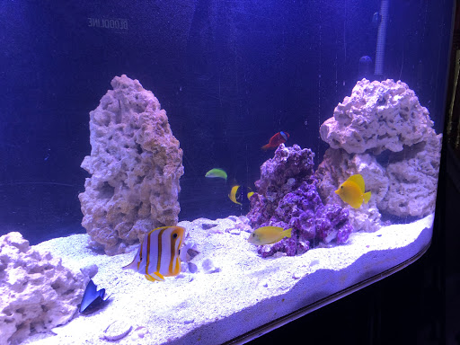 Tropical Fish Store «Nemo Aquarium», reviews and photos, 1560 Indian Trail Rd #106, Norcross, GA 30093, USA