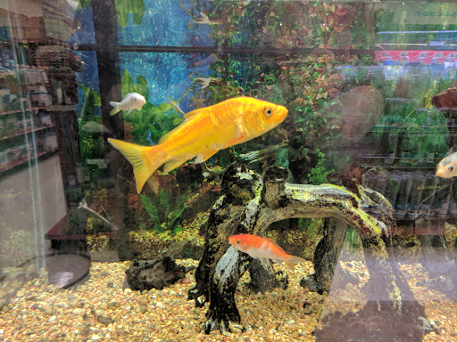 Pet Supply Store «Petco Animal Supplies», reviews and photos, 8164 Mall Pkwy, Lithonia, GA 30038, USA