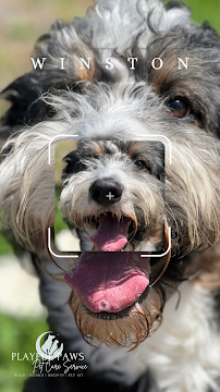 Playful Paws Pet Care Service - Photo 7 - Car repair in Hendersonville, TN, Nashville