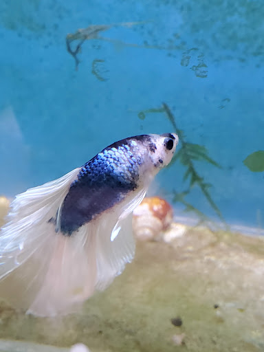 Tropical Fish Store «The Fish Store», reviews and photos, 12320 Lake City Way NE, Seattle, WA 98125, USA