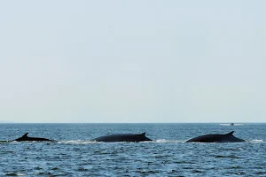 Saguenay-St-Lawrence Marine Park image