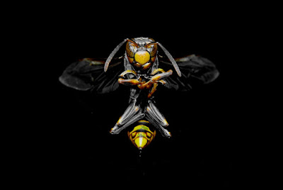 Stop Frelon: Destruction Frelons et Guêpes à Sommières