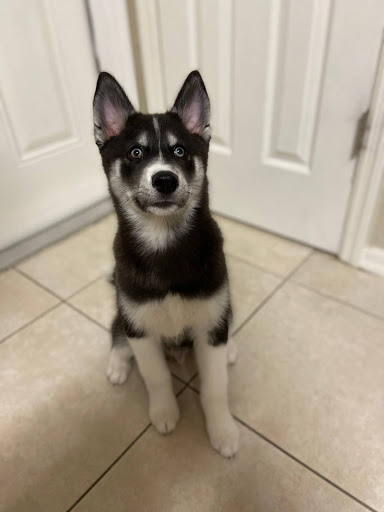 Pet Supply Store «Lil Rascals», reviews and photos, 10035 Gulf Center Dr #105, Fort Myers, FL 33913, USA