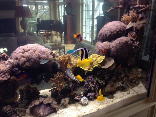 Tropical Fish Store «Max Reef Aquatics LLC», reviews and photos, 955 Connecticut Ave #3101, Bridgeport, CT 06607, USA