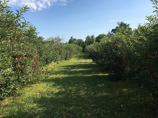 Produce Market «Brookwood Fruit Farm», reviews and photos, 7845 Bordman Rd, Almont, MI 48003, USA