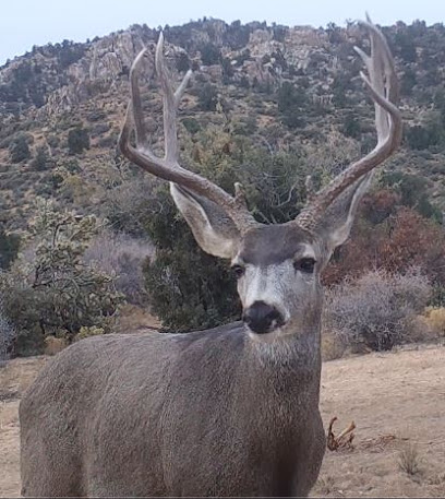 We Hunt Arizona Guides and Outfitters
