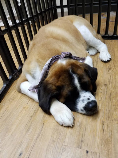 Pet Supply Store «EarthWise Pet Supply - Richardson», reviews and photos, 1310 W Campbell Rd #128, Richardson, TX 75080, USA