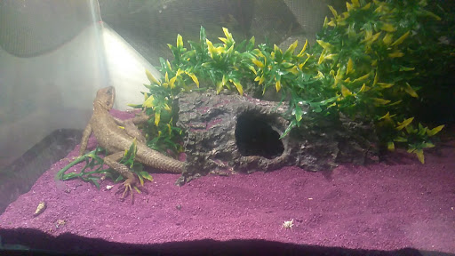 Pet Supply Store «Petland Discounts - Sutphin Blvd», reviews and photos, 147-17 Jamaica Ave, Jamaica, NY 11435, USA