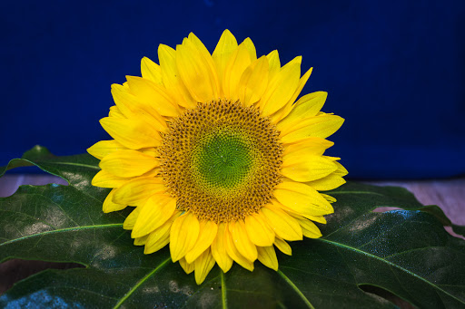 Florist «Abbott Florist», reviews and photos, 138 Fries Mill Rd #5, Turnersville, NJ 08012, USA