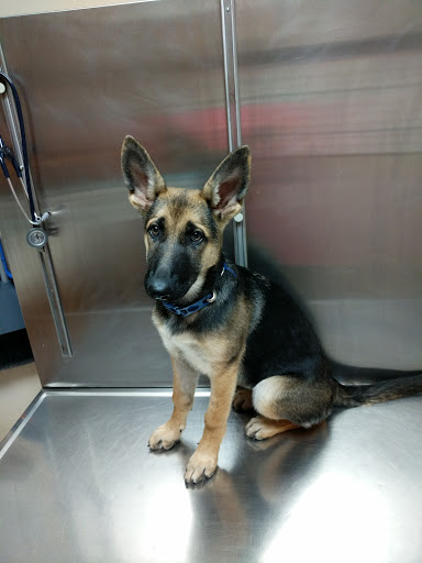 Animal Hospital «Animal Medical Corpus Christi», reviews and photos, 6822 Everhart Rd, Corpus Christi, TX 78413, USA