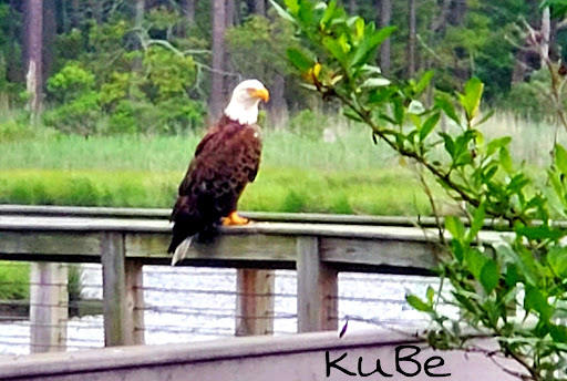 Golf Club «Peninsula Golf & Country Club», reviews and photos, 32981 Peninsula Esplanade, Millsboro, DE 19966, USA