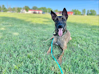 Inspired Dog Training - Photo 7 - Car repair in , Overland Park