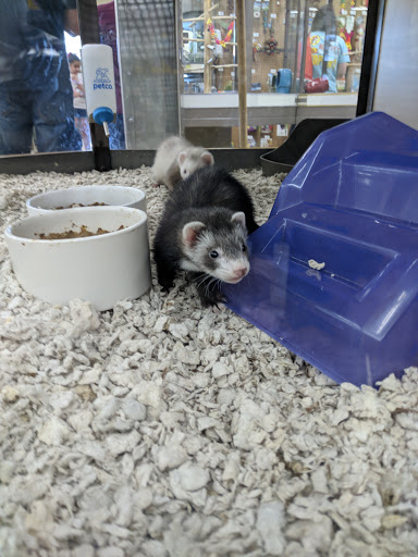 Pet Supply Store «Petco Animal Supplies», reviews and photos, 317 E Trenton Rd, Edinburg, TX 78539, USA