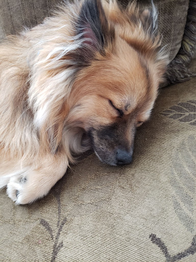 Pet Store «Fish Bowl Aquarium & Pet Mart», reviews and photos, 425 Pleasant St # 21, Fall River, MA 02721, USA