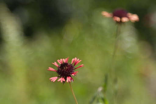 Park «Bob Jones Park», reviews and photos, 3901 N White Chapel Blvd, Southlake, TX 76092, USA