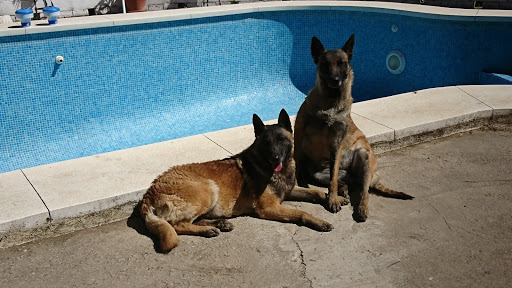 Criadero du Clos de Savoie