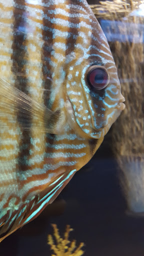 Aquarium Shop «Exotic Aquariums», reviews and photos, 7399 Bird Rd, Miami, FL 33155, USA