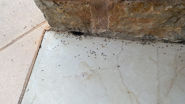 7/7 Pest Control Services : Désinsectisation, Dératisation et Désinfection
