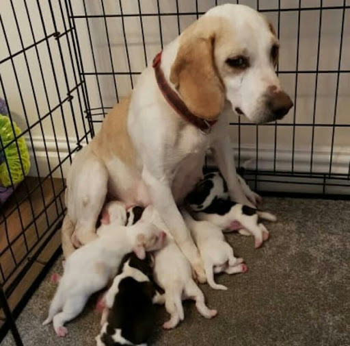Beagle puppies Aberdeen