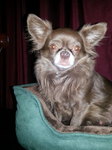 Pet Supply Store «All About Dogs & Cats LLC», reviews and photos, 1429 S Glenstone Ave, Springfield, MO 65804, USA