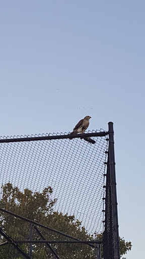 Park «Harris Park», reviews and photos, Goulden Ave, Bronx, NY 10468, USA