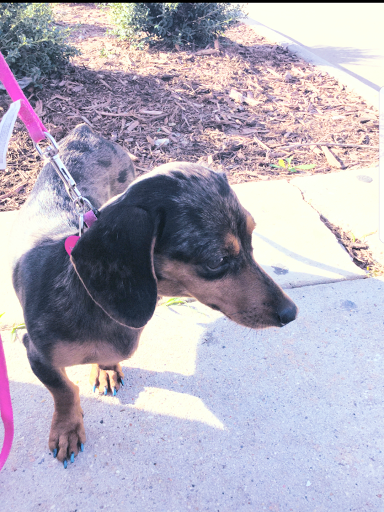 Pet Supply Store «Two Dogs Dancing», reviews and photos, 619 Washington Ave, Ocean Springs, MS 39564, USA