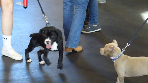 Dog Trainer «Awesome Dawgs Dog Training LLC», reviews and photos, 3052 Pricetown Rd, Temple, PA 19560, USA