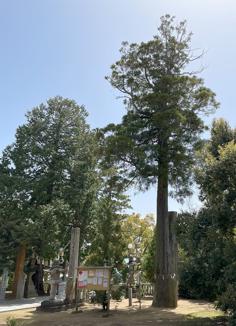 富田神社の大杉