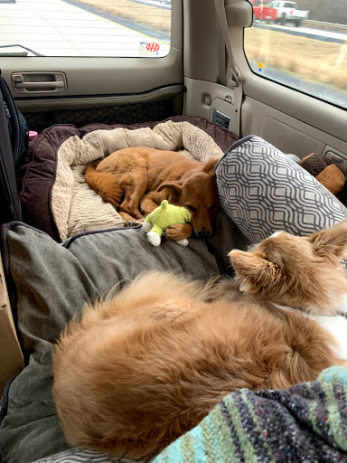 Pet Supply Store «EarthWise Pet Supply», reviews and photos, 22454 Tomball Pkwy, Houston, TX 77070, USA