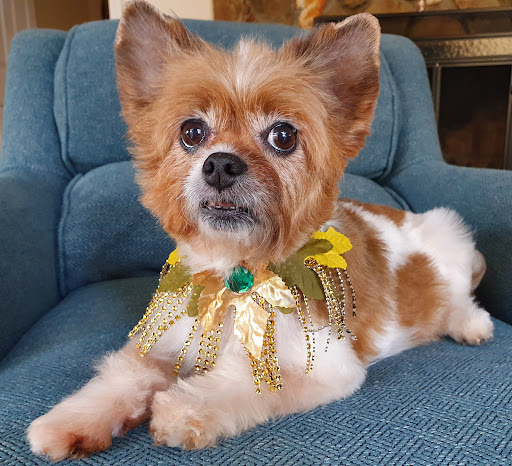 Franklin Grooming & Pet Boutique