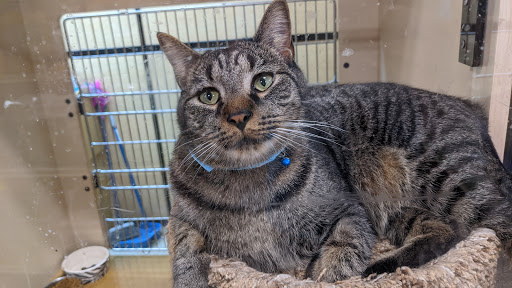 Pet Supply Store «PetSmart», reviews and photos, 16514 SW 88th St, Kendall, FL 33196, USA