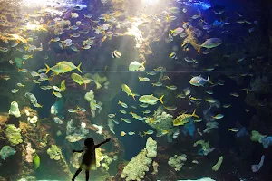 Aquarium image